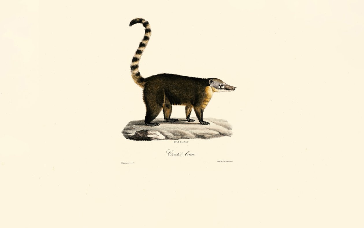 Coati sul-americano (Nasua nasua) de Jacques Christophe Werner