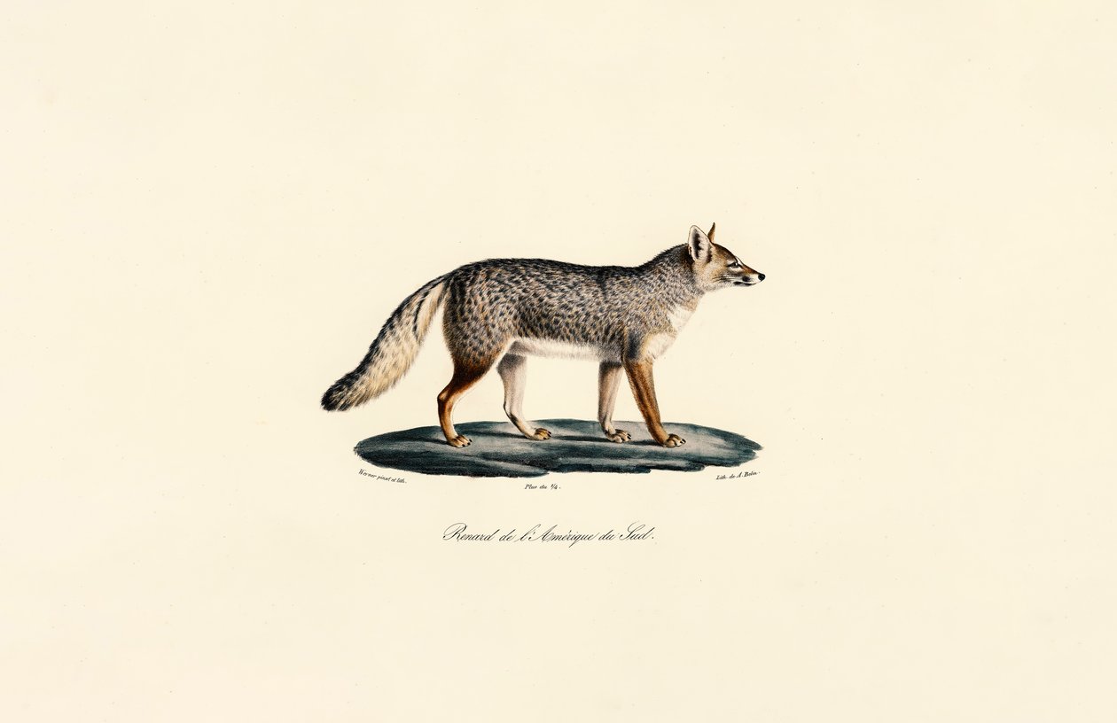 Raposa da América do Sul de Jacques Christophe Werner
