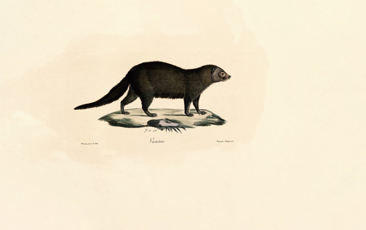 Tayra sul-americana de Jacques Christophe Werner