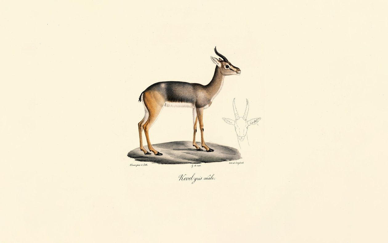 Reedbuck do Sul (Révebi Antelope, Macho) de Jacques Christophe Werner