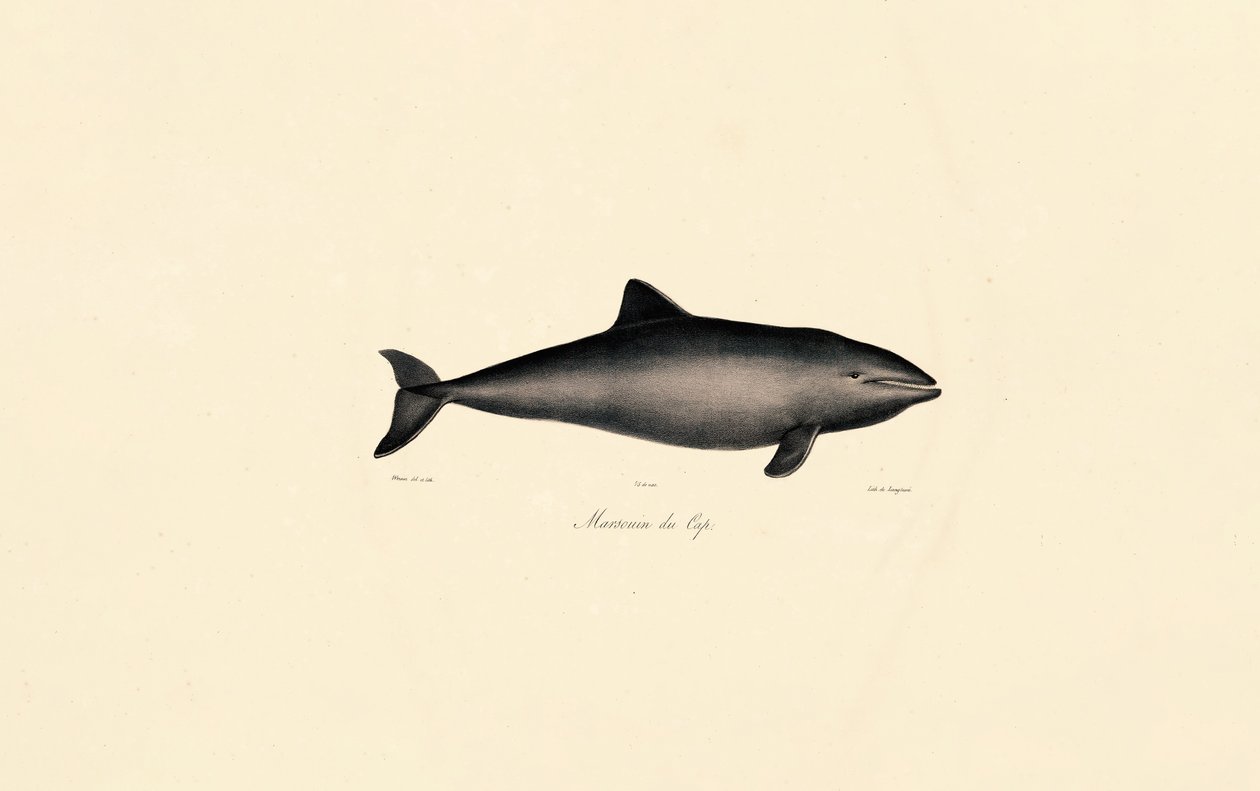 Baleia-franca-do-sul Golfinho de Jacques Christophe Werner