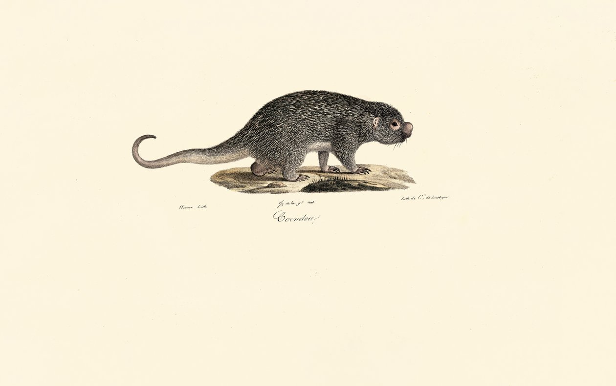 Ratazana de Jacques Christophe Werner