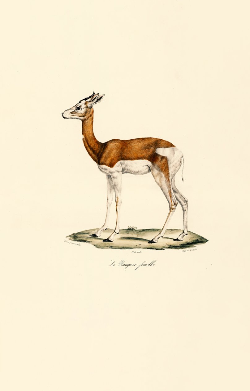 Springbok (Feminino) de Jacques Christophe Werner