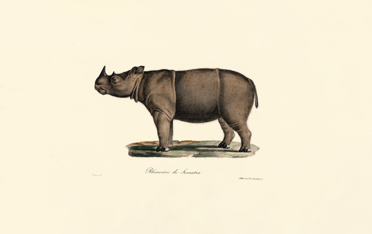 Rinoceronte de Sumatra de Jacques Christophe Werner