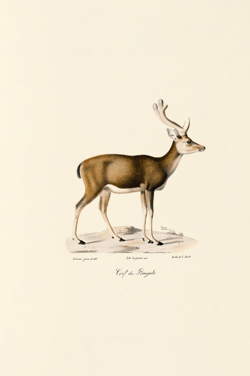 Veado do pântano de Jacques Christophe Werner