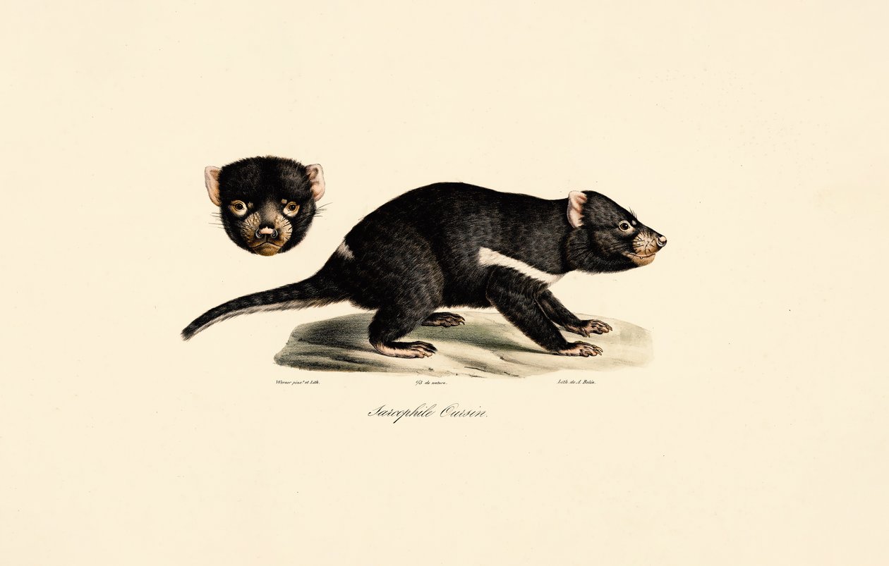 Diabo da Tasmânia de Jacques Christophe Werner