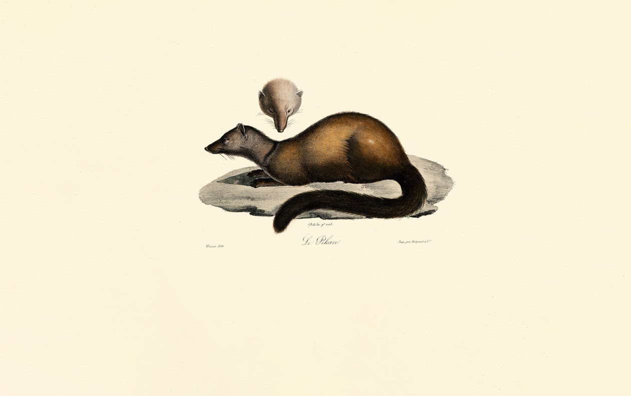 Tayra e Furão de Jacques Christophe Werner