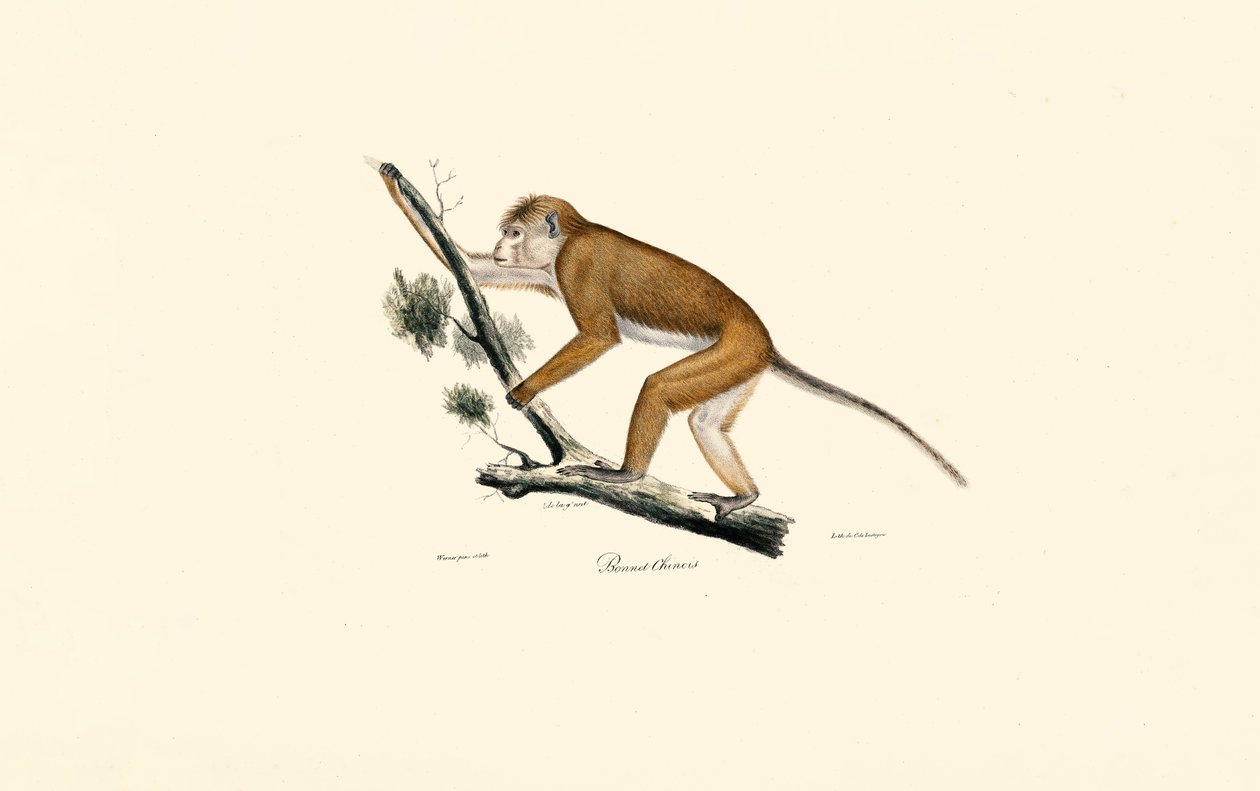Macaque tibetano de Jacques Christophe Werner