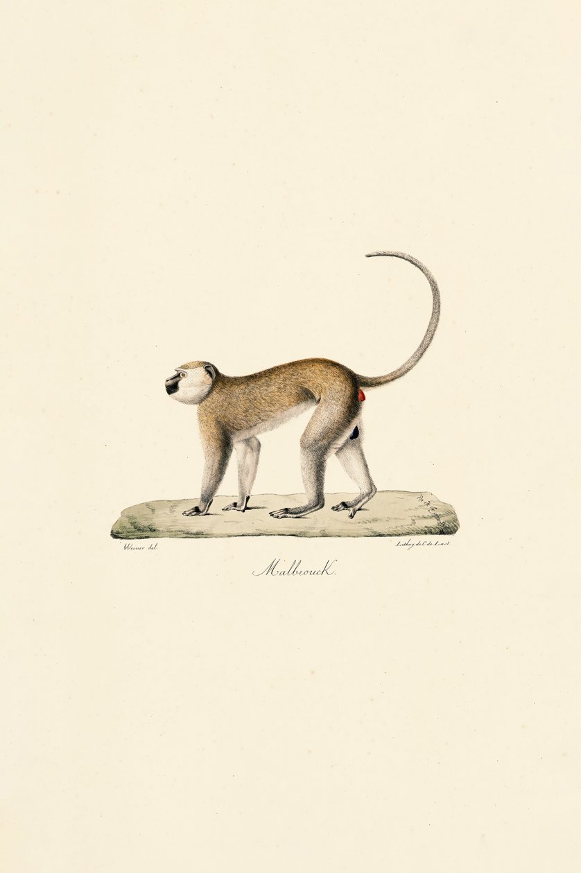 Macaco Vervet (Malbrouck) de Jacques Christophe Werner