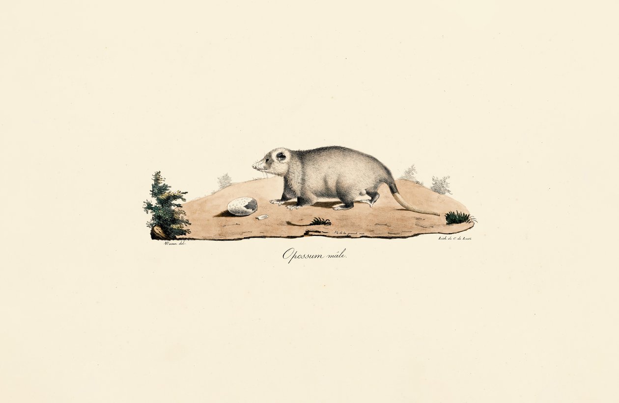 Gambá da Virgínia de Jacques Christophe Werner