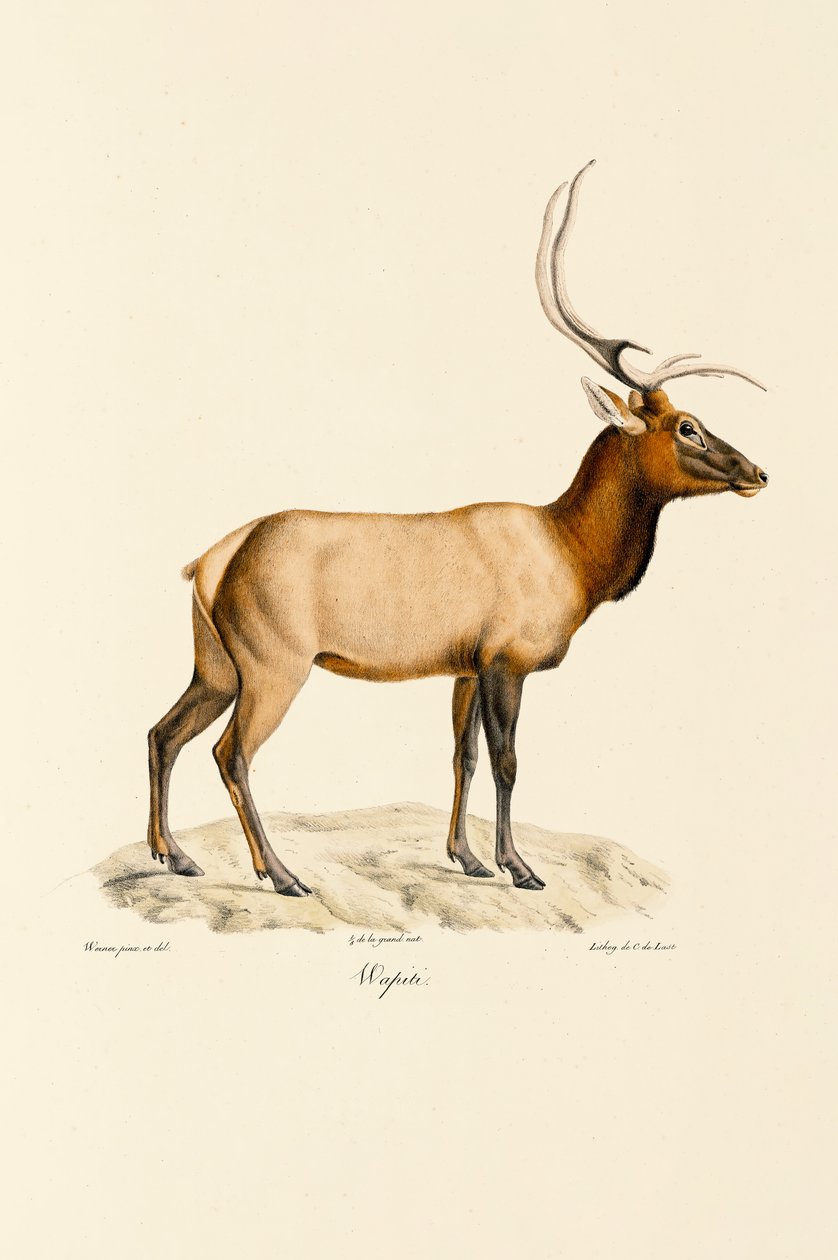 Wapiti de Jacques Christophe Werner