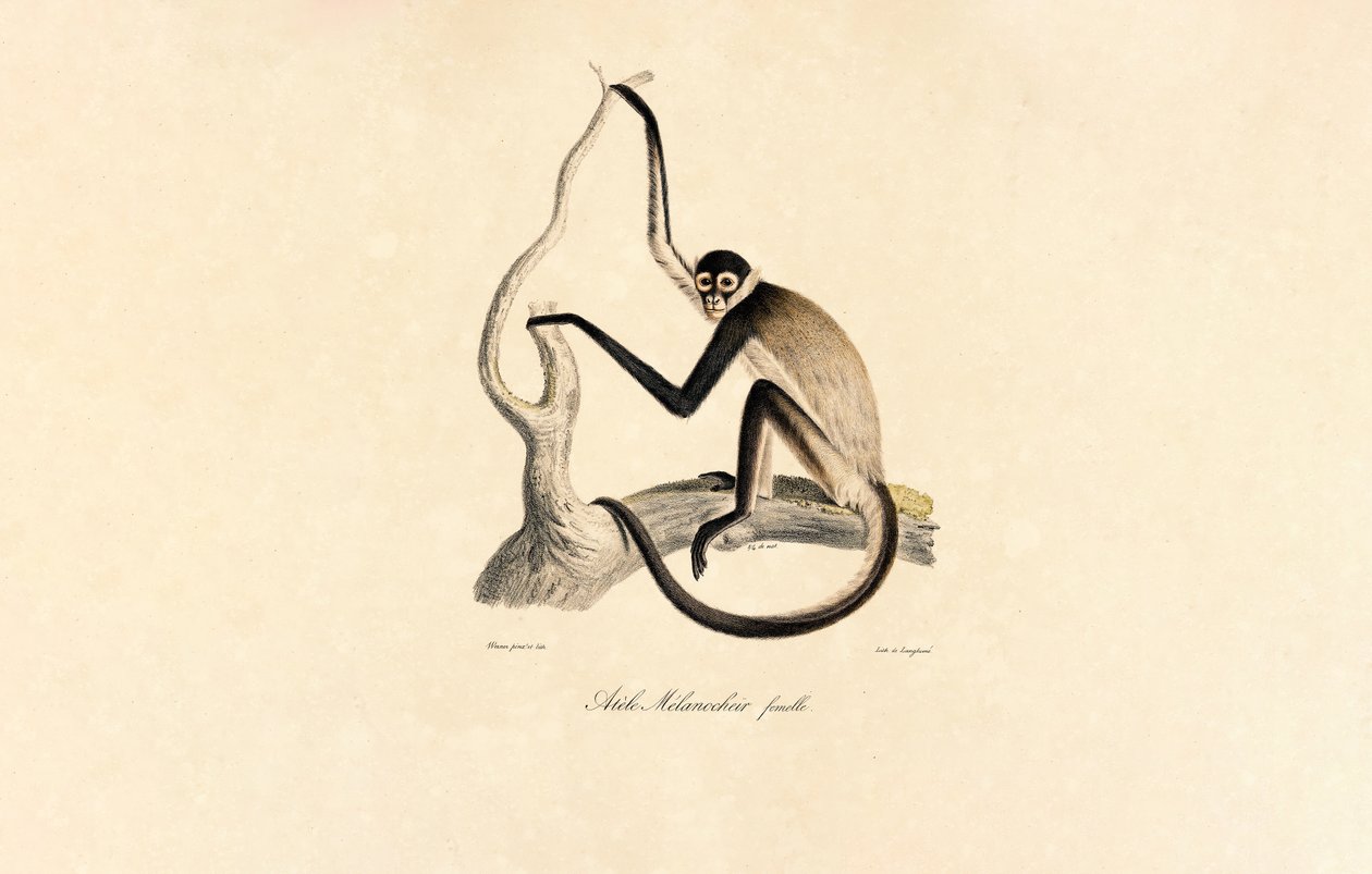 Macaco-aranha de barriga branca (Fêmea) de Jacques Christophe Werner