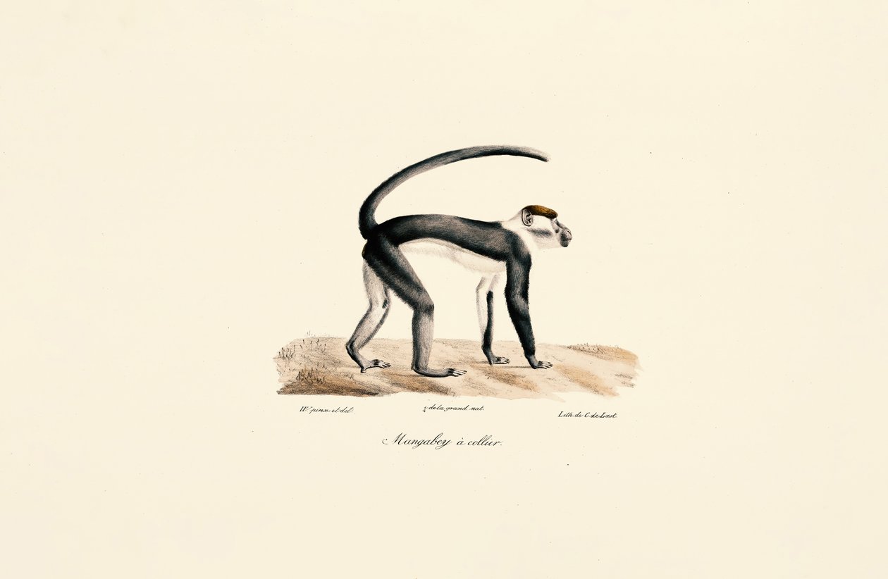Mangabeu de colarinho branco (Cercocebus torquatus) de Jacques Christophe Werner