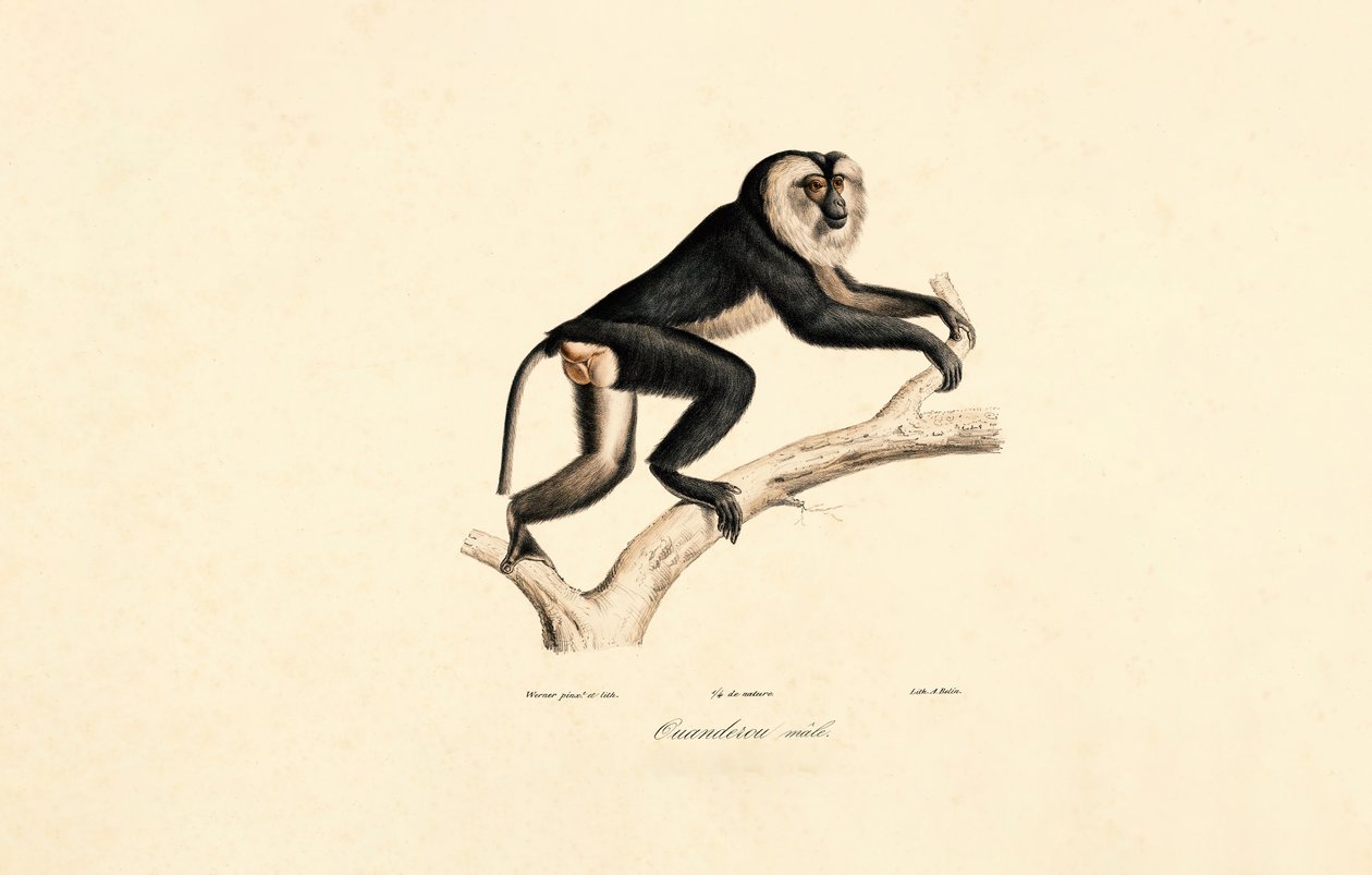 Mangabeu de colarinho branco (macho) de Jacques Christophe Werner