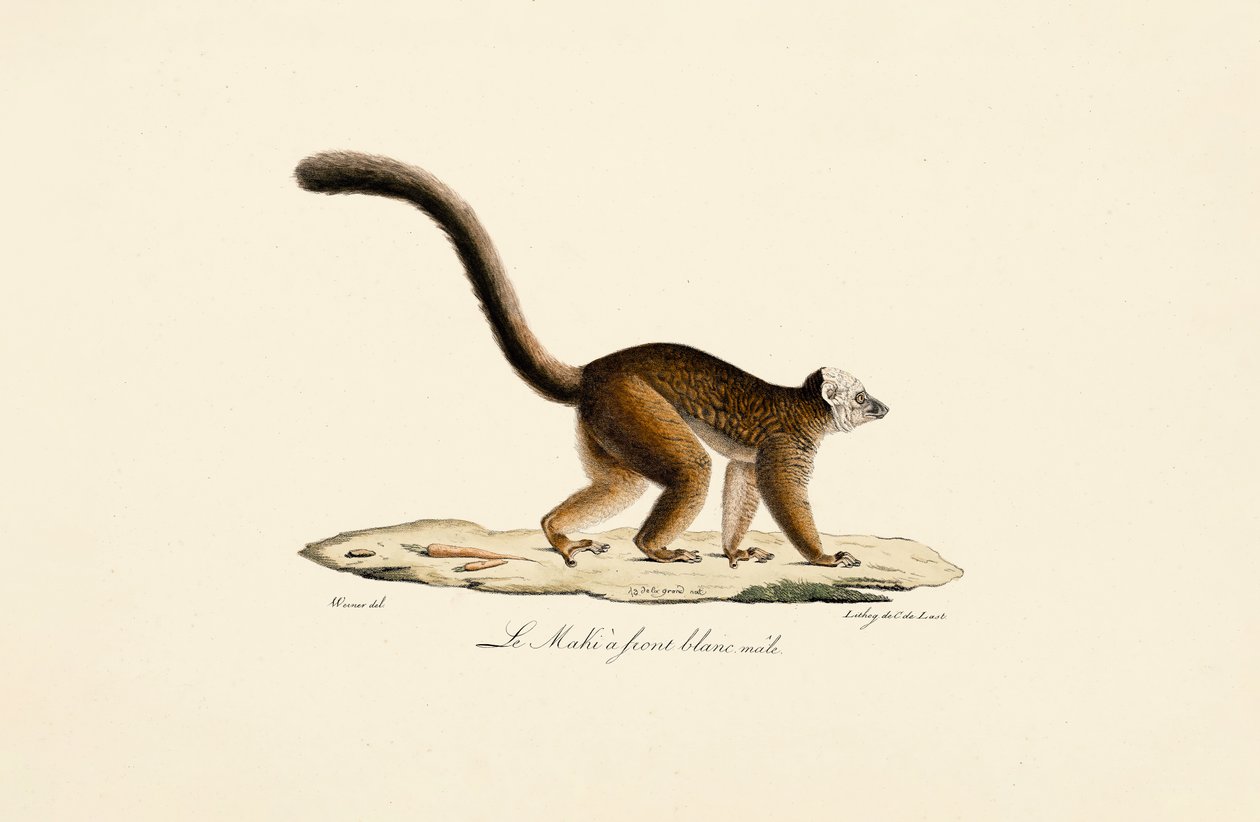 Lémure castanho de testa branca Macho de Jacques Christophe Werner