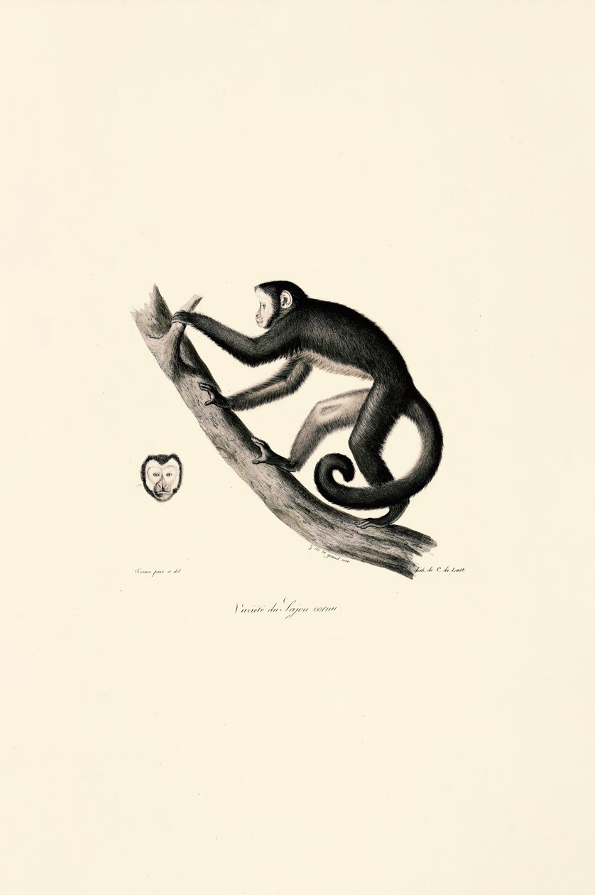 Macaco-aranha-de-testa-branca de Jacques Christophe Werner