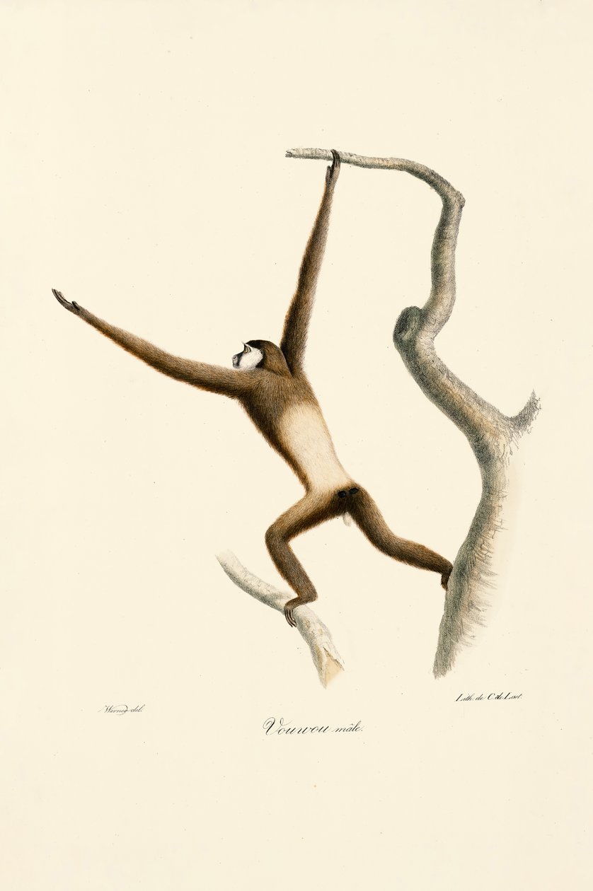 Gibão-de-mãos-brancas (Hylobates lar) de Jacques Christophe Werner