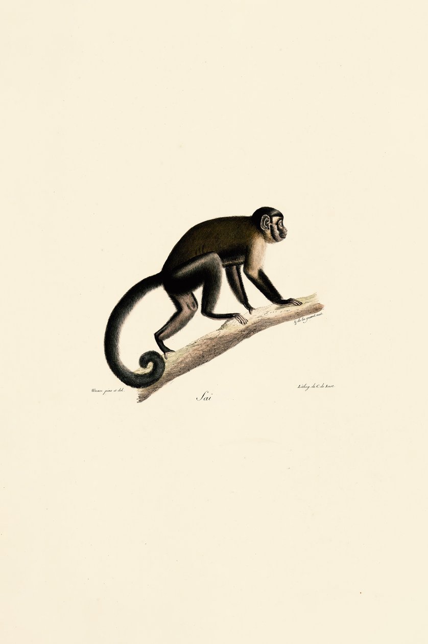 Capuchinho de cabeça branca de Jacques Christophe Werner