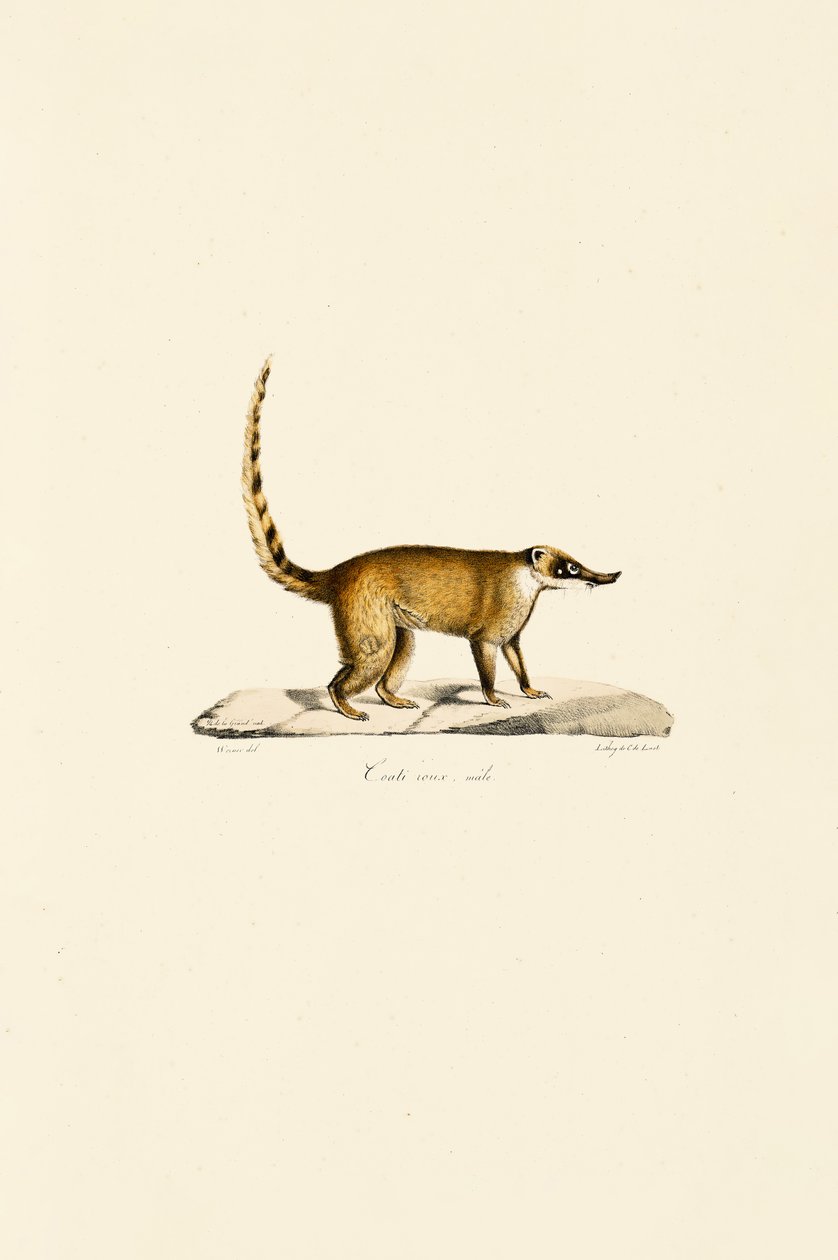 Coati de nariz branco (macho) de Jacques Christophe Werner