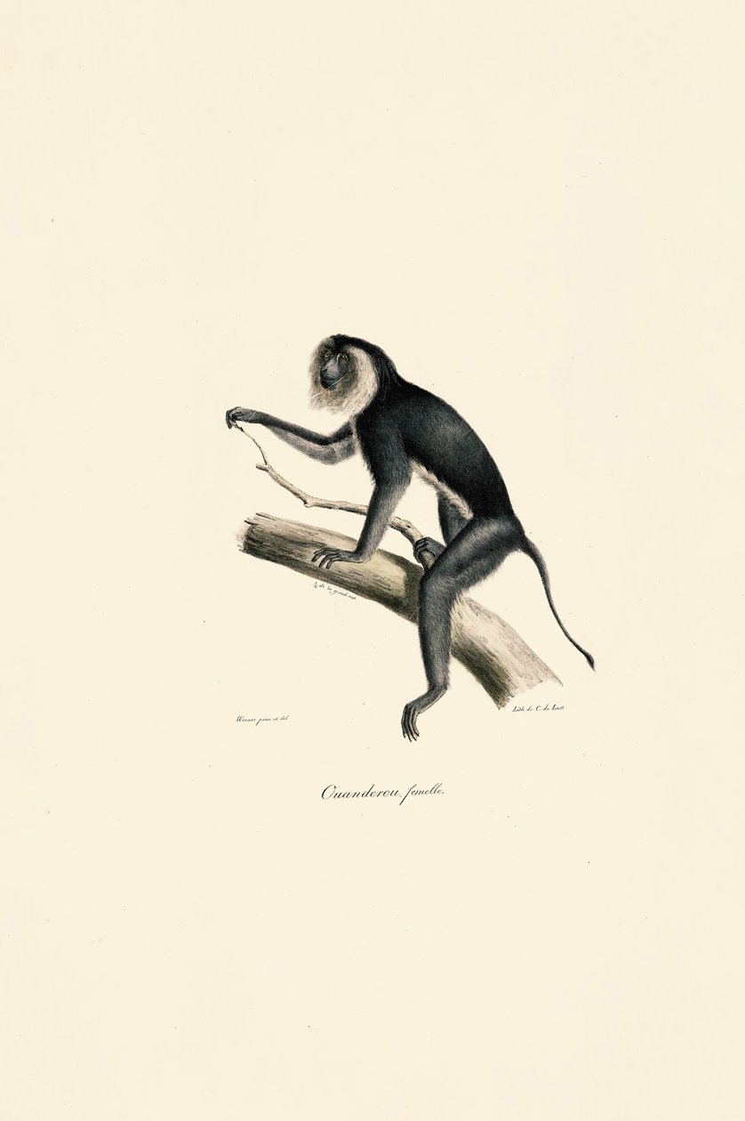 Saguim-de-cabeça-branca (fêmea) de Jacques Christophe Werner