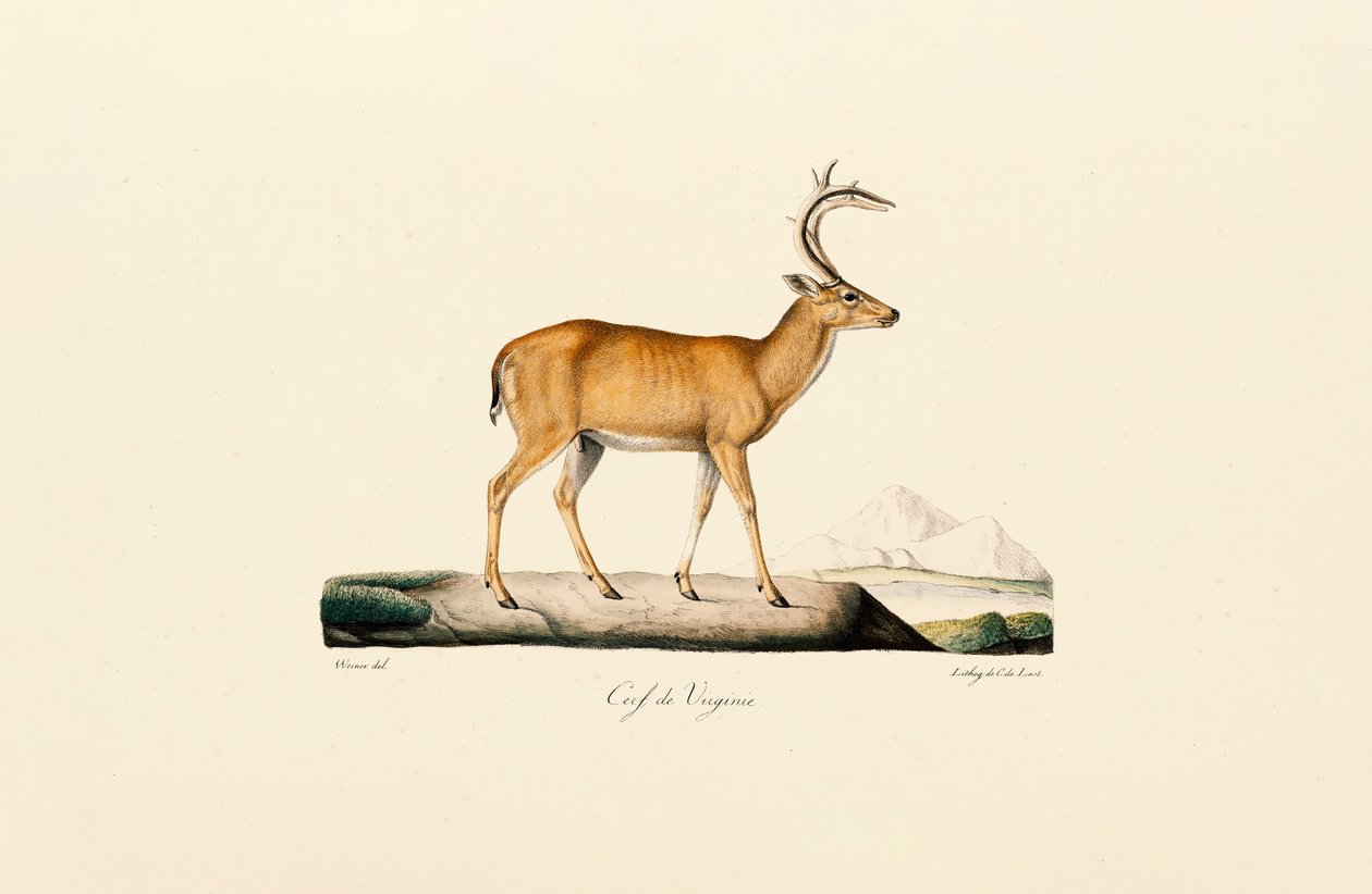 Veados de cauda branca de Jacques Christophe Werner