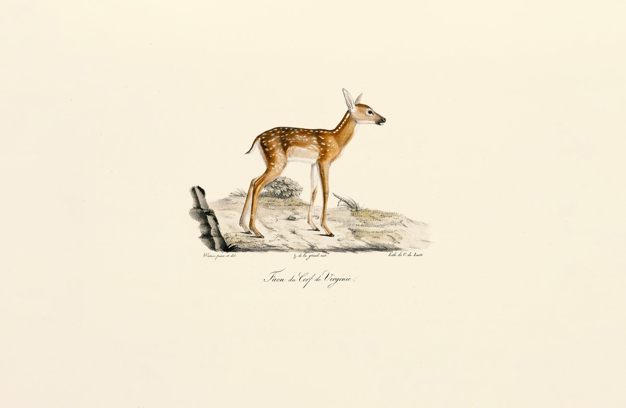 Veado-de-cauda-branca - Fêmea de Jacques Christophe Werner
