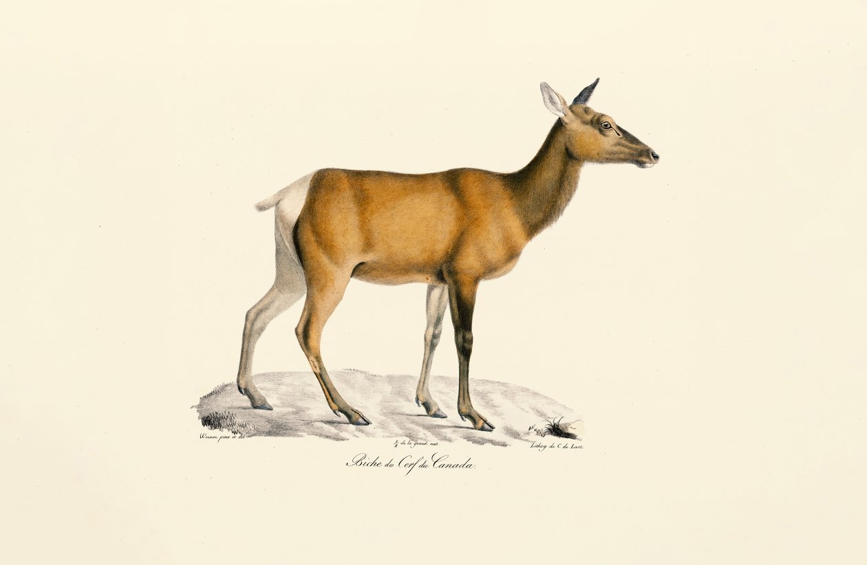 Veado de cauda branca - Fêmea de Jacques Christophe Werner