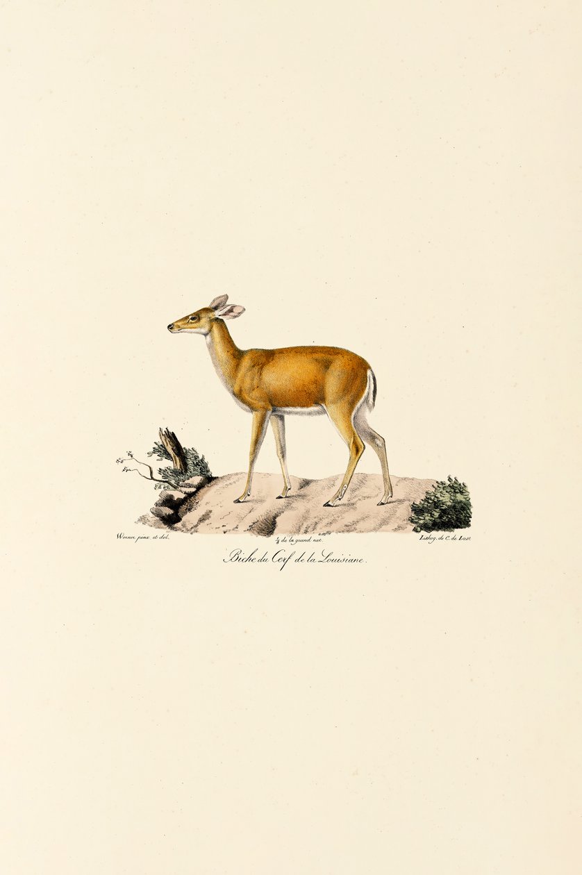 Veado de cauda branca Coelha de Jacques Christophe Werner