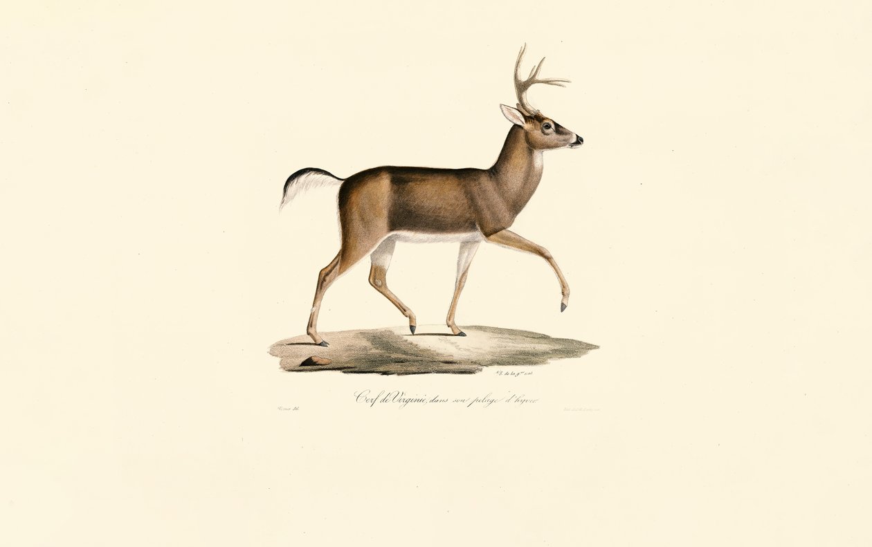 Veado de cauda branca com casaco de inverno de Jacques Christophe Werner
