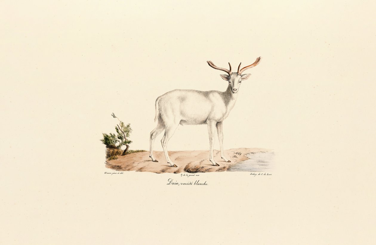 Variante de gamo branco de Jacques Christophe Werner