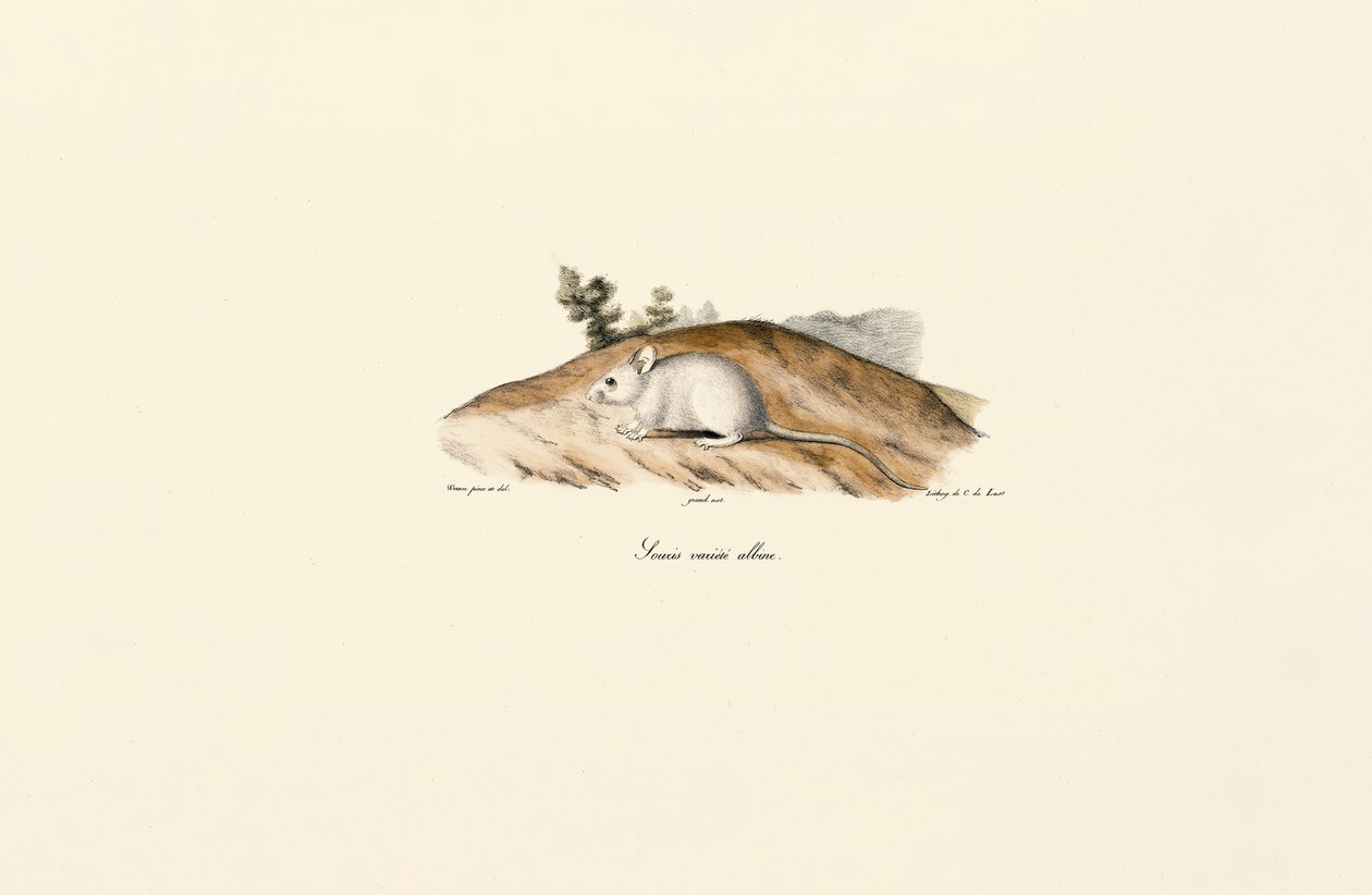 Jerboa branca (rato albino) de Jacques Christophe Werner