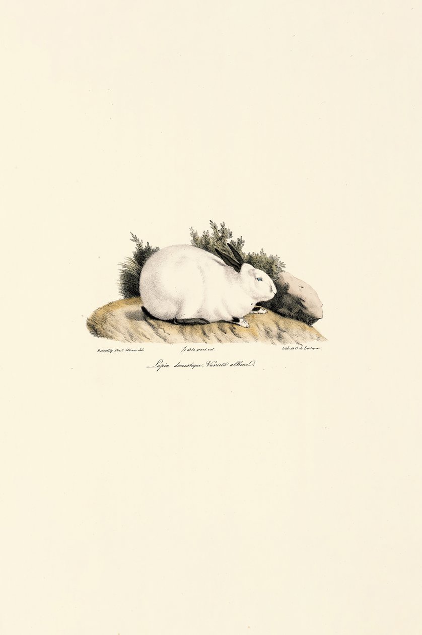 Coelho branco (Lepus domesticus) de Jacques Christophe Werner