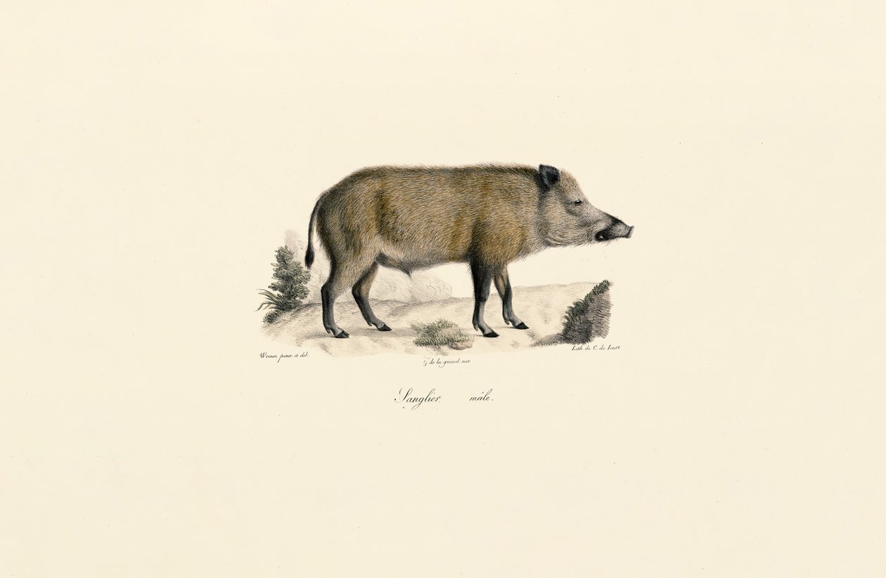Javali de Jacques Christophe Werner