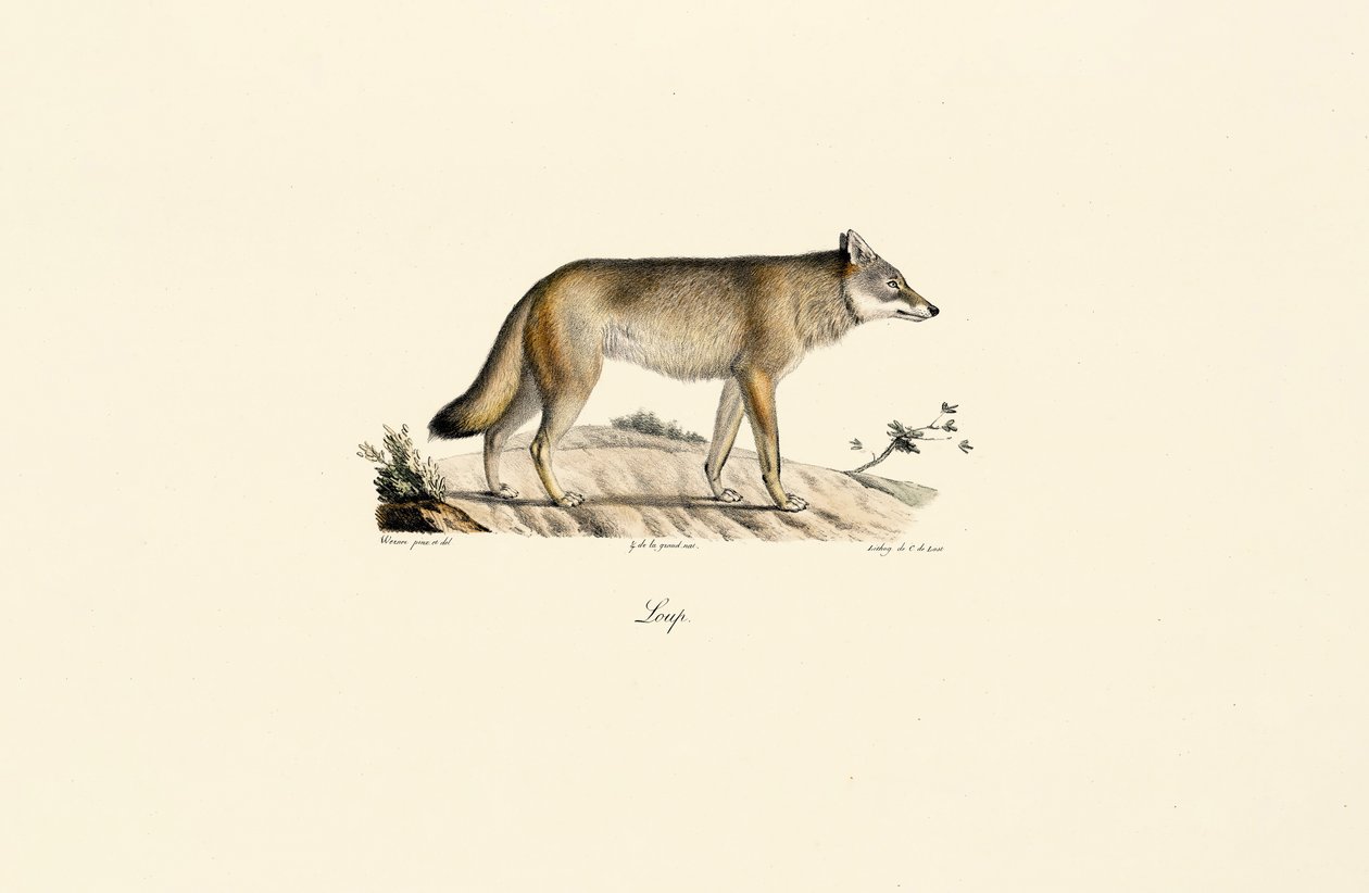 Lobo (Canis lupus) de Jacques Christophe Werner