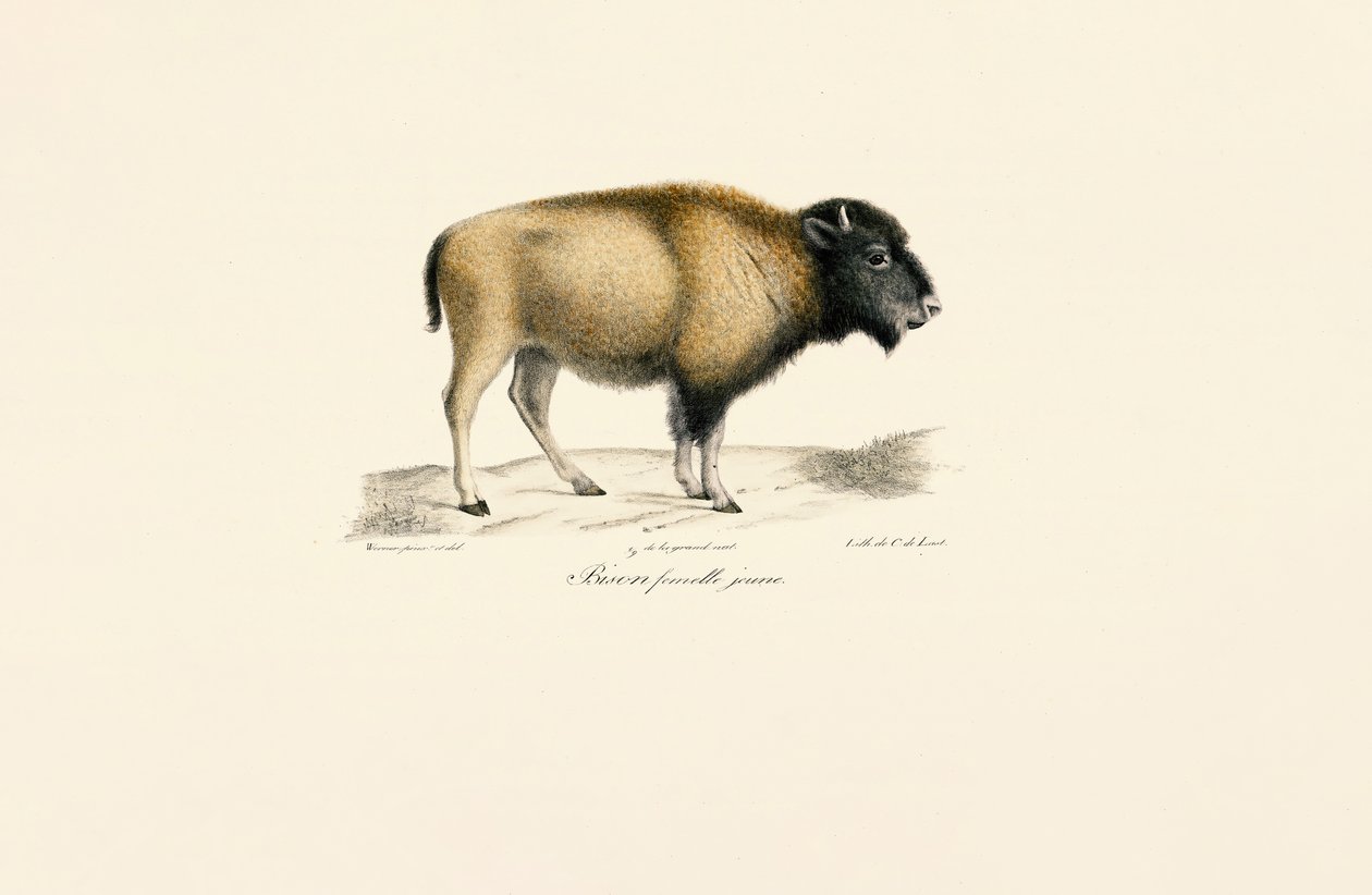 Jovem bisonte americano de Jacques Christophe Werner