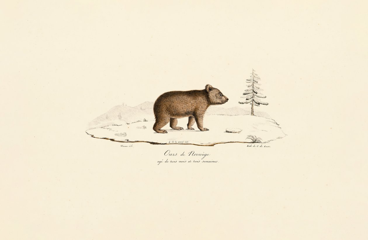 Jovem urso castanho da Noruega de Jacques Christophe Werner