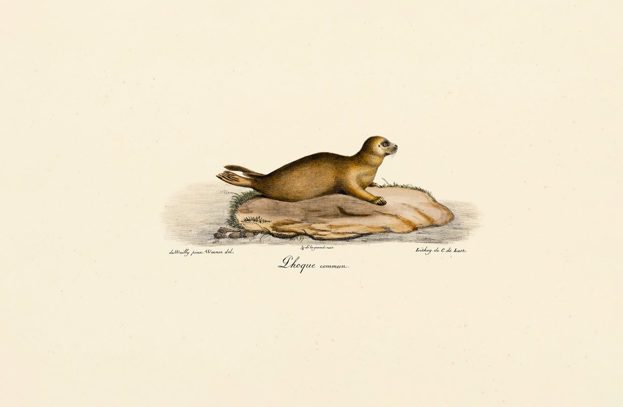 Jovem foca do porto de Jacques Christophe Werner