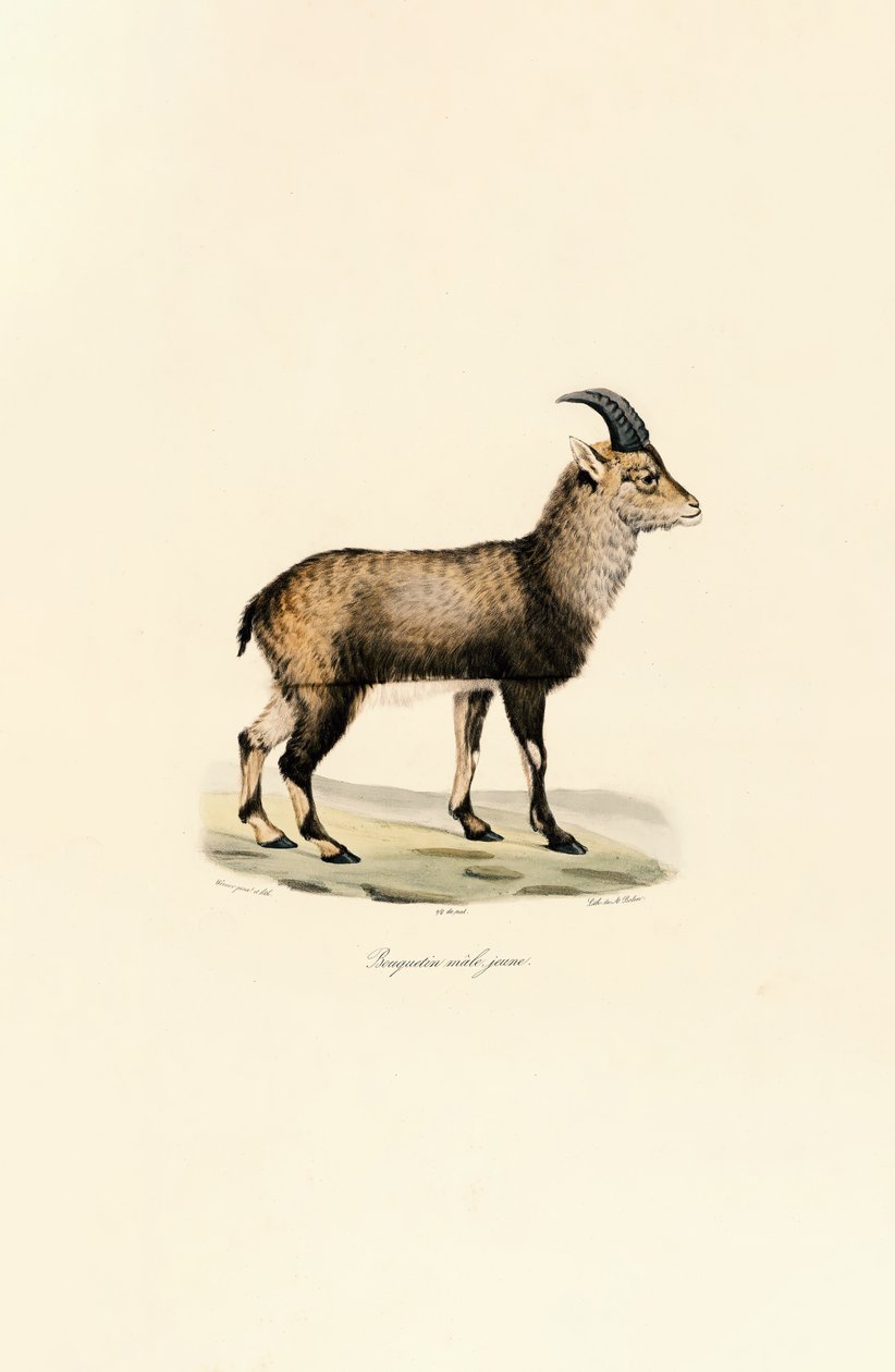 Ibex alpino macho jovem de Jacques Christophe Werner