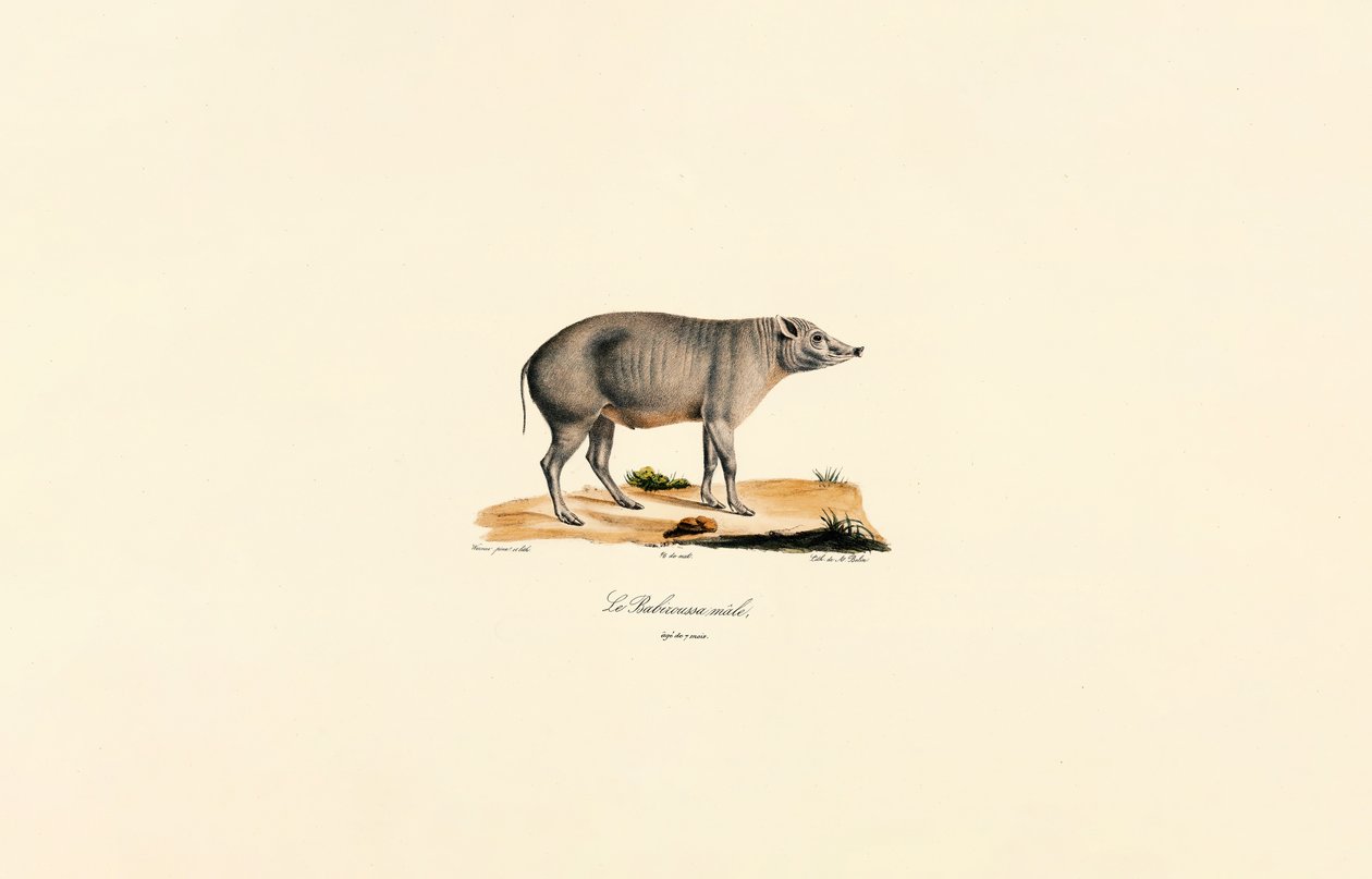Babirusa macho jovem de Jacques Christophe Werner