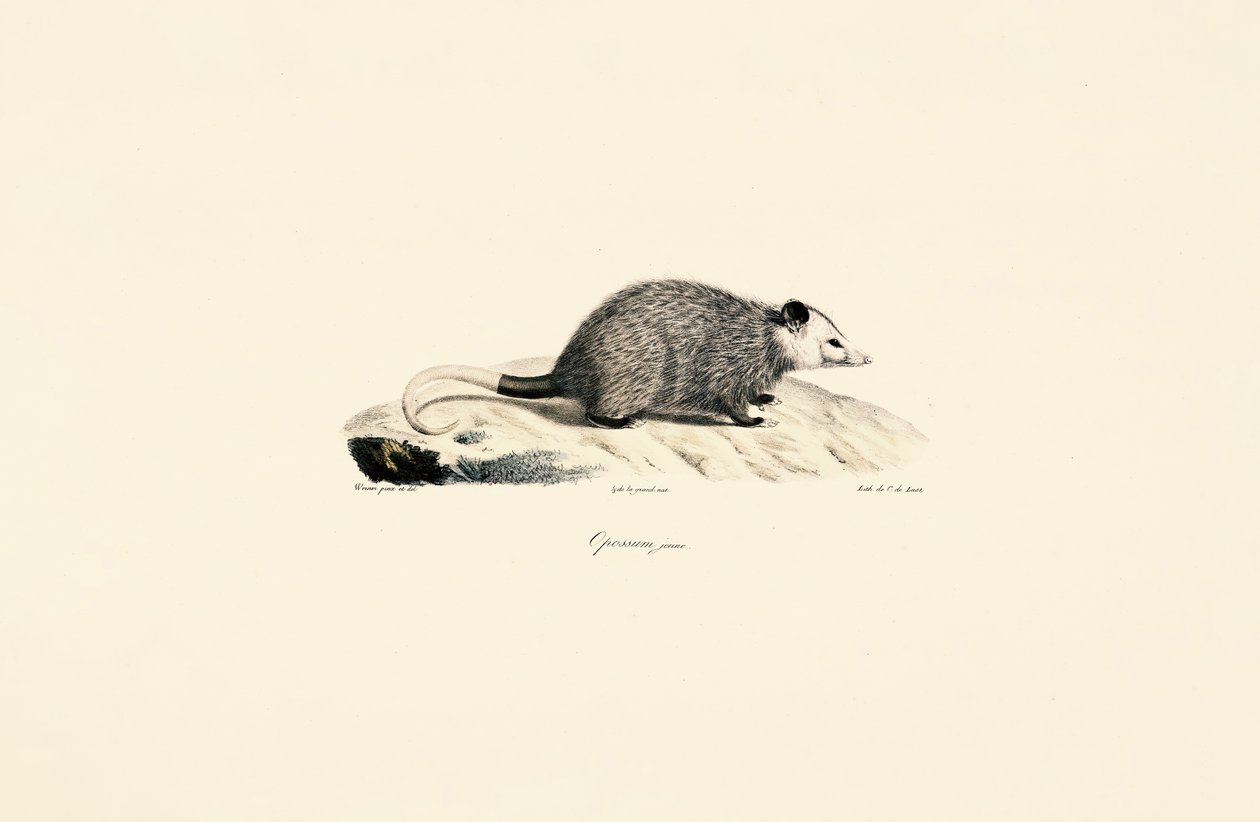 Jovem gambá de Jacques Christophe Werner