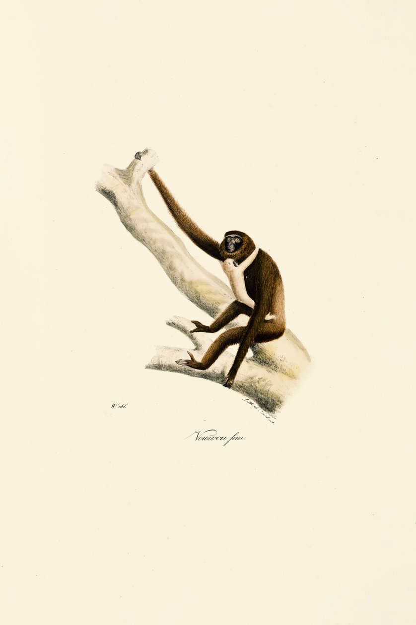 Gibão-de-mão-branca jovem (Hylobates lar) de Jacques Christophe Werner