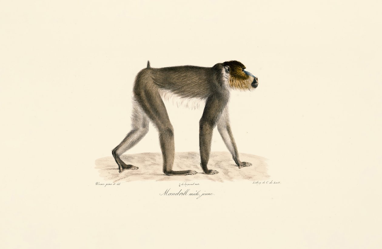 Mandril macho jovem de Jacques Christophe Werner