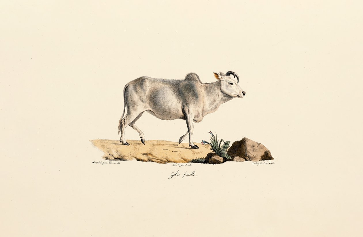 Zebu Fêmea de Jacques Christophe Werner