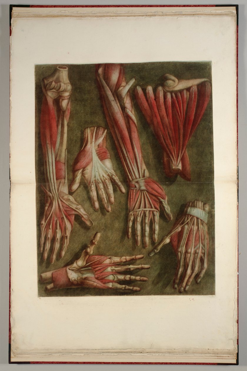 Um Grupo de Mãos Dissecadas, 1745-46 de Jacques Fabien Gautier dAgoty