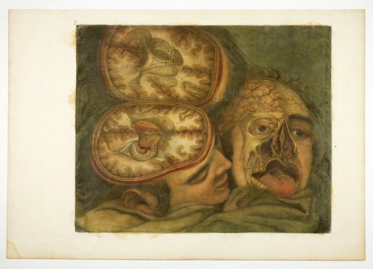 Dissecção craniana, placa cinco de Anatomia da cabeça, em pinturas impressas de Jacques Fabien Gautier d