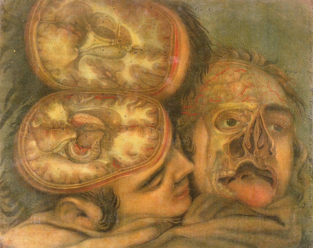 Secção Transversal do Cérebro, 1746 de Jacques Fabien Gautier d