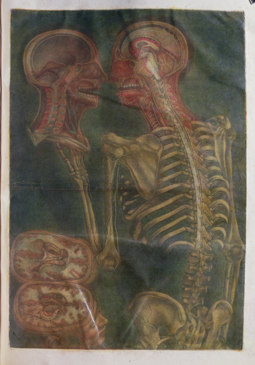 O Cérebro e a Espinal Medula, da "Exposição Anatômica da Estrutura do Corpo Humano", 1759 (mezzotint) de Jacques Fabien Gautier d