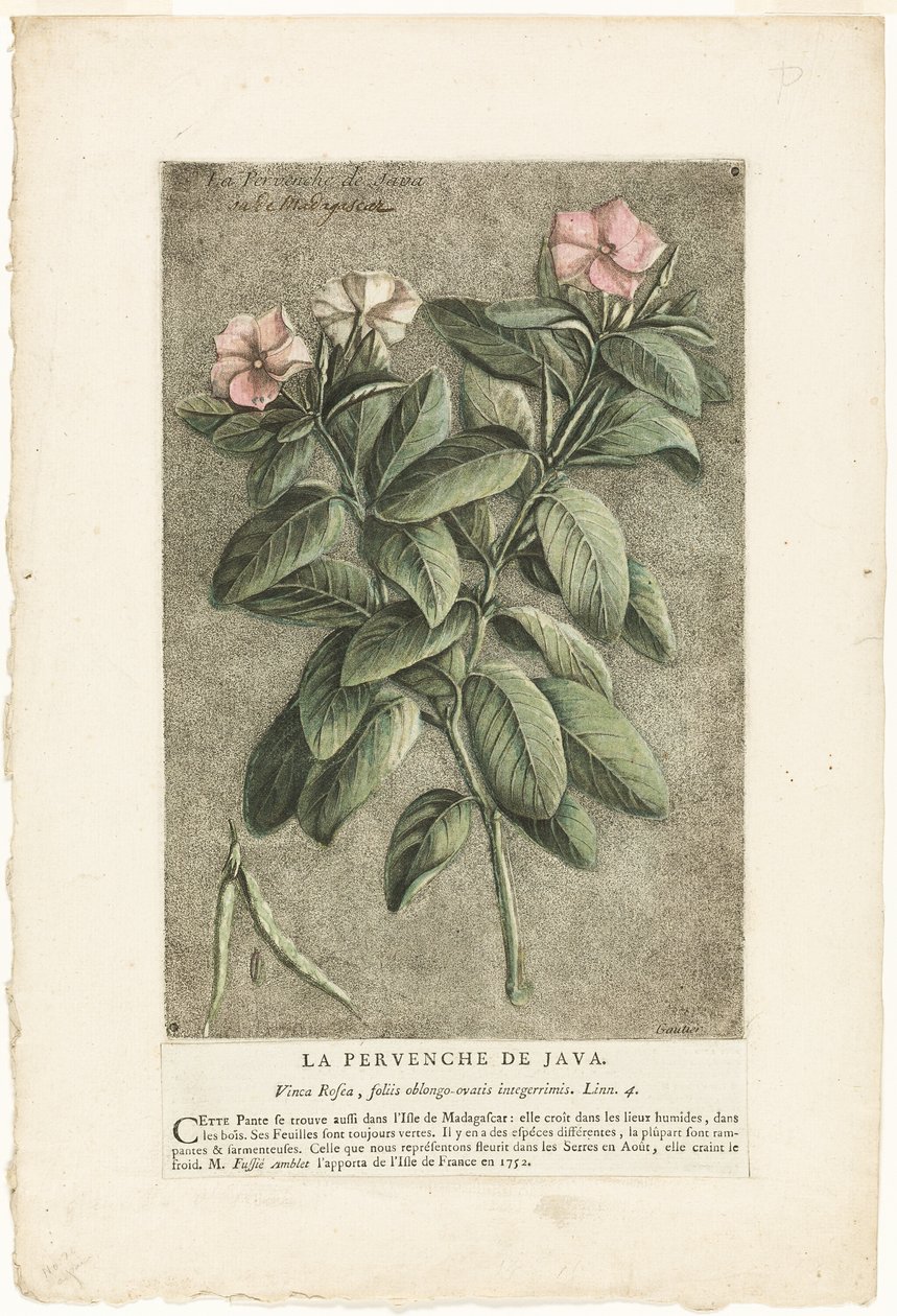 The Periwinkle of Java, from Collection of Usual, Curious, and Foreign Plants (A pervinca de Java, da coleção de plantas comuns, curiosas e estrangeiras) de Jacques Fabien Gautier d