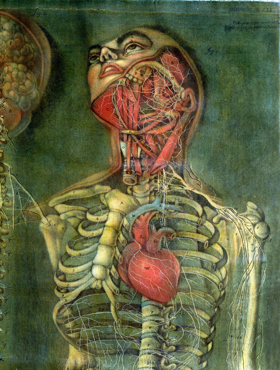 Garganta e coração, placa de &39;Anatomia das Vísceras&39;, dissecada, pintada e gravada por Gautier, 1745 (gravura a cores) de Jacques Fabien Gautier d