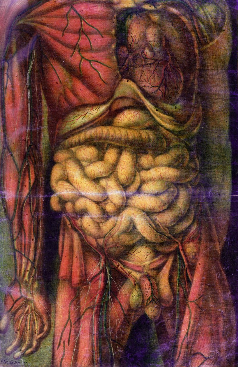 Tronco de um homem mostrando os intestinos, de &39;Anatomie Generale des Visceres en Situation&39;, 1752 (mezzotint) de Jacques Fabien Gautier d